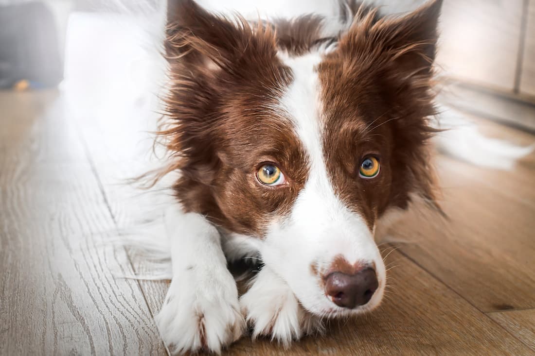 problemi-oculari-cane-in-casa