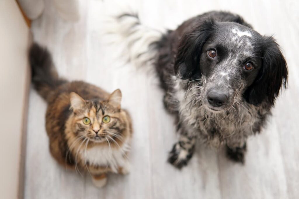 cane_gatto_parassiti_casa