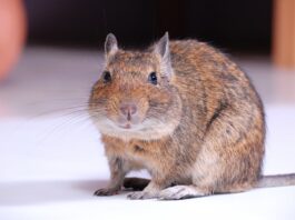 degu