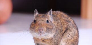 degu