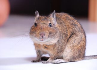 degu