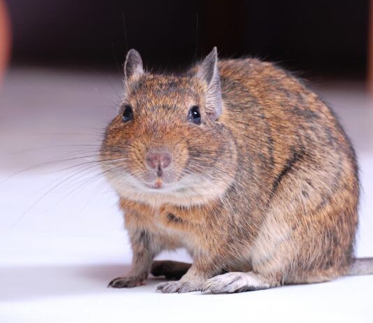 degu