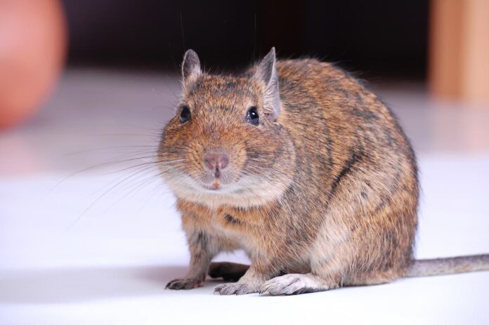 degu