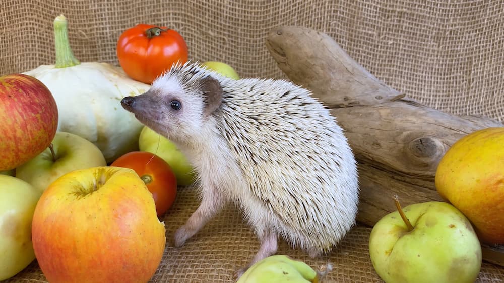 frutta-e-verdura-riccio africano