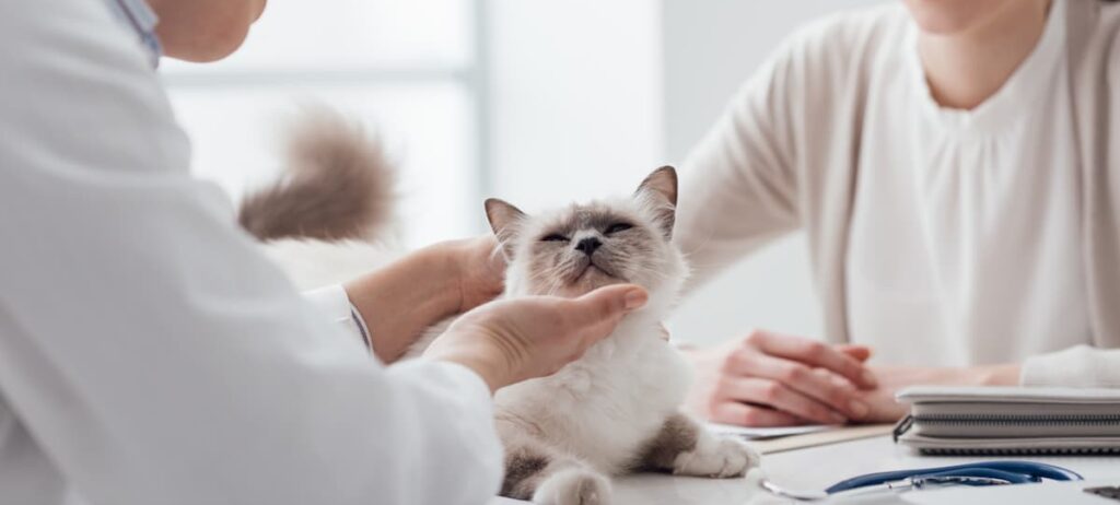 gatto dal veterinario