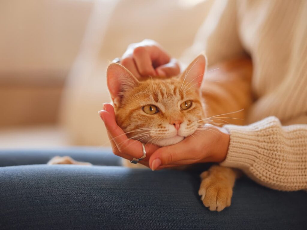 protezione amore gatto