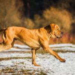 Fila Brasileiro di corsa