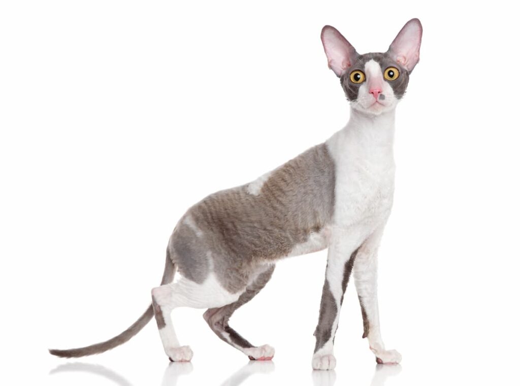 aspetto gatto cornish rex