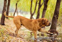 cane Fila Brasileiro bosco