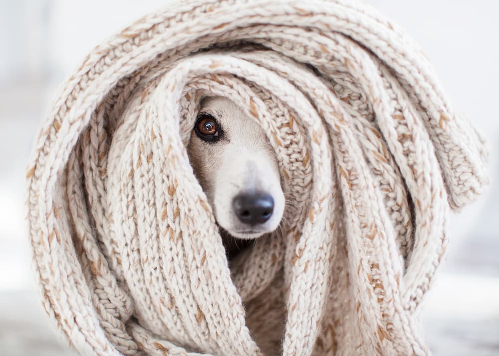 cane protezione inverno