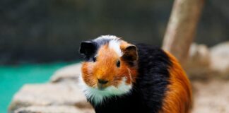 cavia problemi cuore