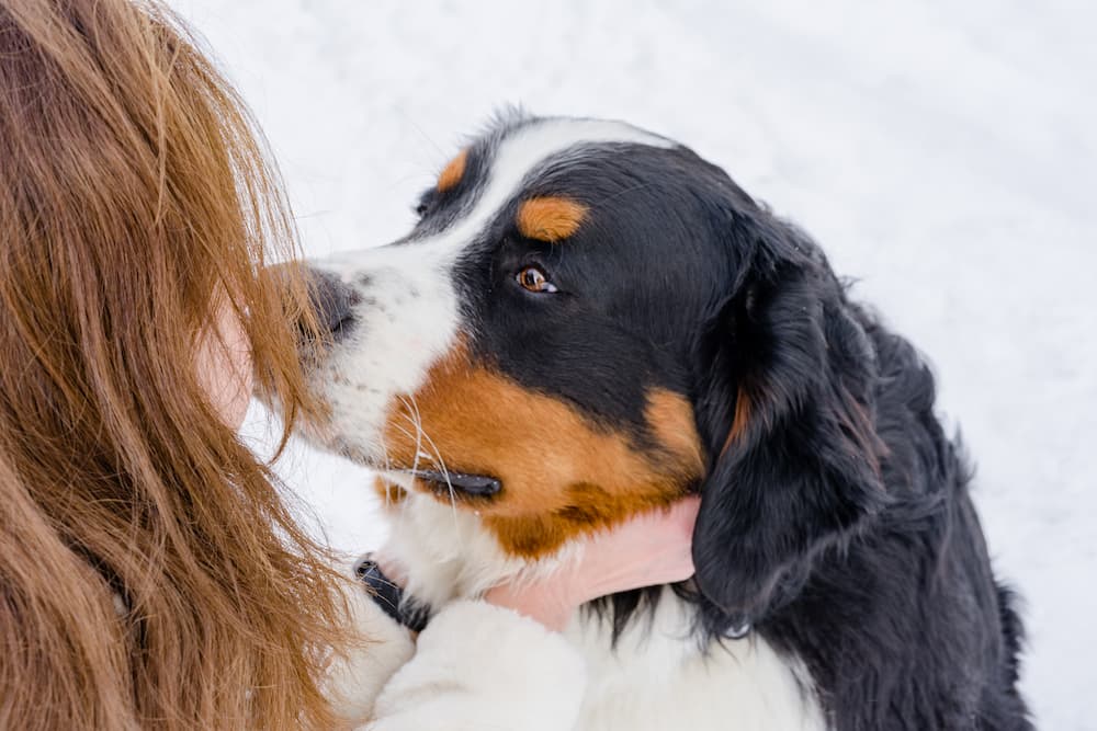 controllo occhi cane inverno