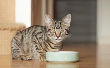 alimenti insetti gatto