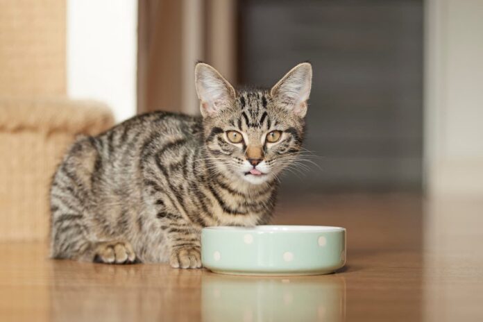 alimenti insetti gatto