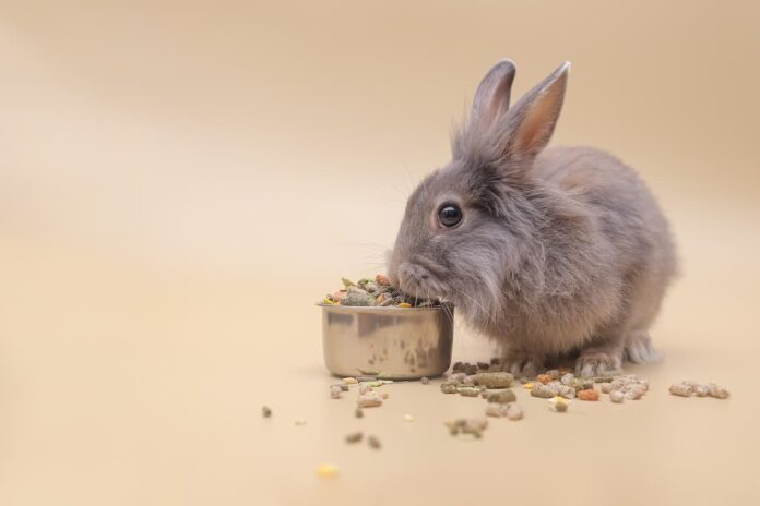 corretta alimentazione coniglio