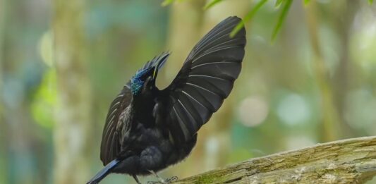 danze corteggiamento degli animali